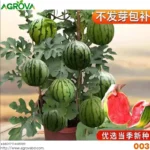 Small Size Seedless Water Melon 0026