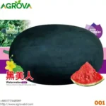 Agrova Big Size Black Beauty Water Melon Seeds - Image 3