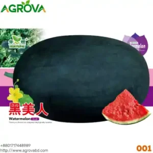 Agrova Big Size Black Beauty Water Melon Seeds