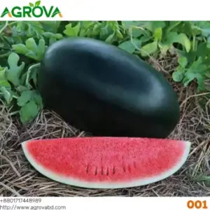 Agrova Big Size Black Beauty Water Melon Seeds