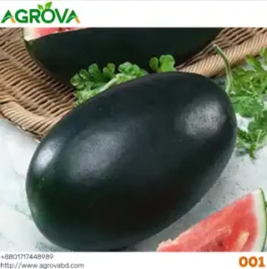 Agrova Big Size Black Beauty Water Melon Seeds