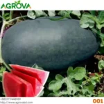 Agrova Big Size Black Beauty Water Melon Seeds - Image 5