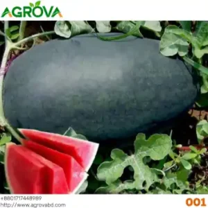 Agrova Big Size Black Beauty Water Melon Seeds