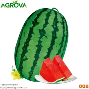 Big Size Water Melon Seeds Green
