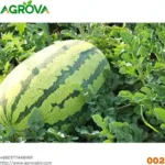 Big Size Water Melon Seeds Green - Image 3