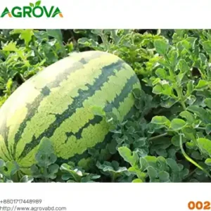 Big Size Water Melon Seeds Green