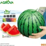 Water Melon Round Shape