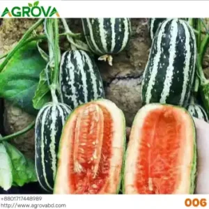 Lite Honey Melon Seeds Green 006