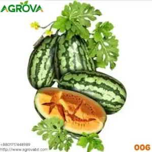 Lite Honey Melon Seeds Green 006