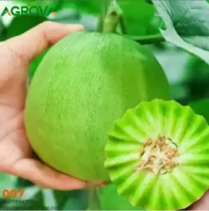 Green Melon Seeds 008