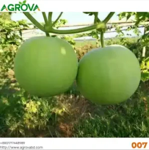 Green Melon Seeds 008