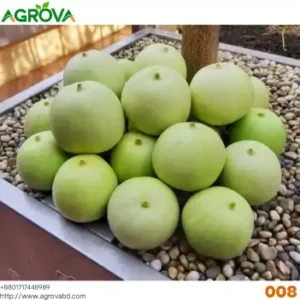 Agrova Melon Seeds 008