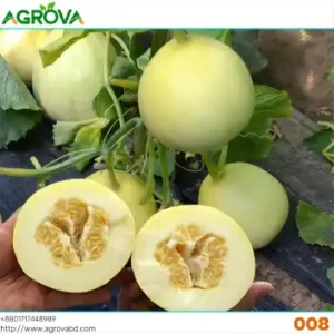 Agrova Melon Seeds 008