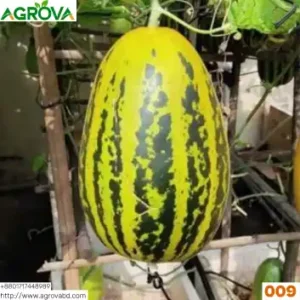 Bangi Melon Zebra 009