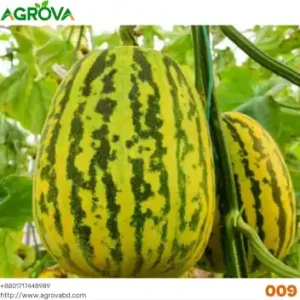 Bangi Melon Zebra 009