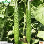 Arabic Cucumber Seeds 011 - Image 2