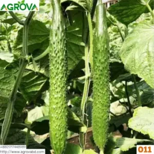 Agrova Arabian Cucumber Seeds