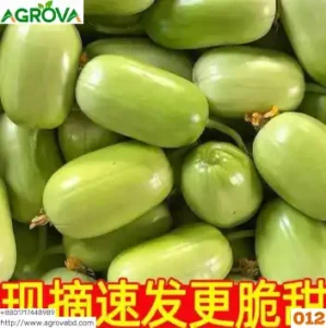 Small Size Sweet Cucumber Seeds China 012