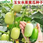 Small Size Sweet Cucumber Seeds China 012 - Image 4