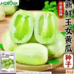 Small Size Sweet Cucumber Seeds China 012 - Image 3