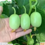 Small Size Sweet Cucumber Seeds China 012 - Image 2