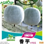 Winter Melon Medicinal Ash Gourd 0016