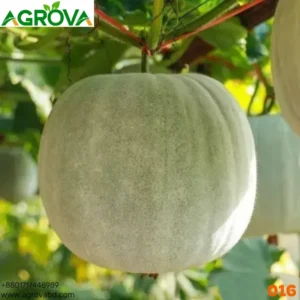 Winter Melon Medicinal Ash Gourd 0016