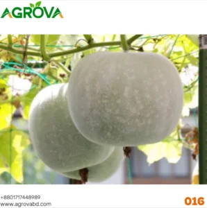 Winter Melon Medicinal Ash Gourd 0016