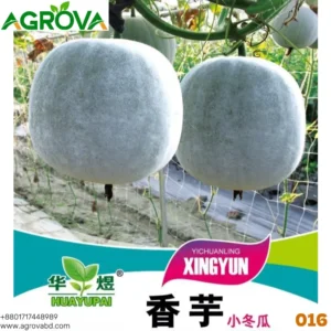 Winter Melon Medicinal Ash Gourd 0016