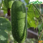 zucchini seeds 0017 - Image 3