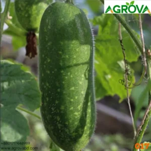 zucchini seeds 0017