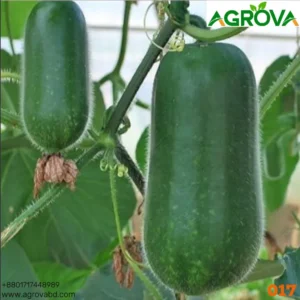 zucchini seeds 0017