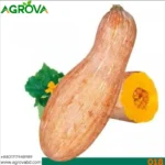 Honey Red Pumpkin Seed Japanese Varity 018 - Image 3