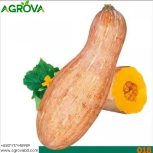 Honey Red Pumpkin Seed Japanese Varity 018