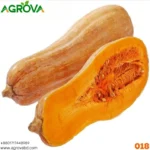 Honey Red Pumpkin Seed Japanese Varity 018 - Image 4