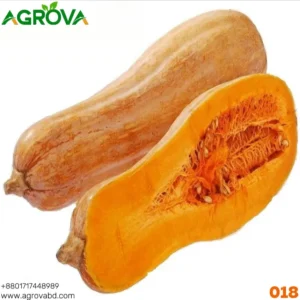 Honey Red Pumpkin Seed Japanese Varity 018