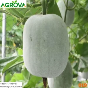 Ash Gourd Winter Melon 019
