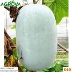 Ash Gourd Winter Melon 019 - Image 3