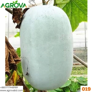 Ash Gourd Winter Melon 019
