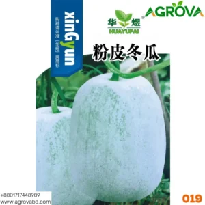 Ash Gourd Winter Melon 019