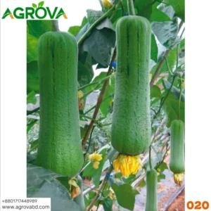 Changsha Meat Sponge Gourd Seeds