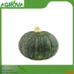 Agrova Huamian Pumpkin China 0021 - Image 2