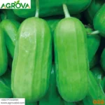 Baling Crisp Melon Seeds 022 - Image 3