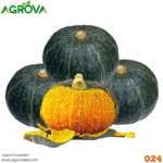 Chestnut Pumpkin Seeds Four Seasons 024 - Image 2