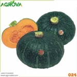 Chestnut Pumpkin Seeds Four Seasons 024 - Image 3