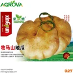 Agrova Mumashan sweet potato seeds 27