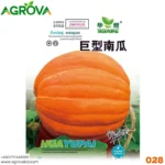 Agrova Giant Pumpkin Seeds 028