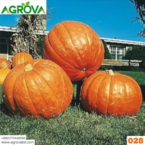 Giant 100 Plus Kg Pumpkin Seeds