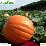 Agrova Giant Pumpkin Seeds 028 - Image 3