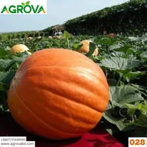 Giant 100 Plus Kg Pumpkin Seeds